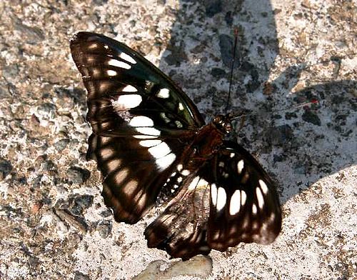 Athyma ranga